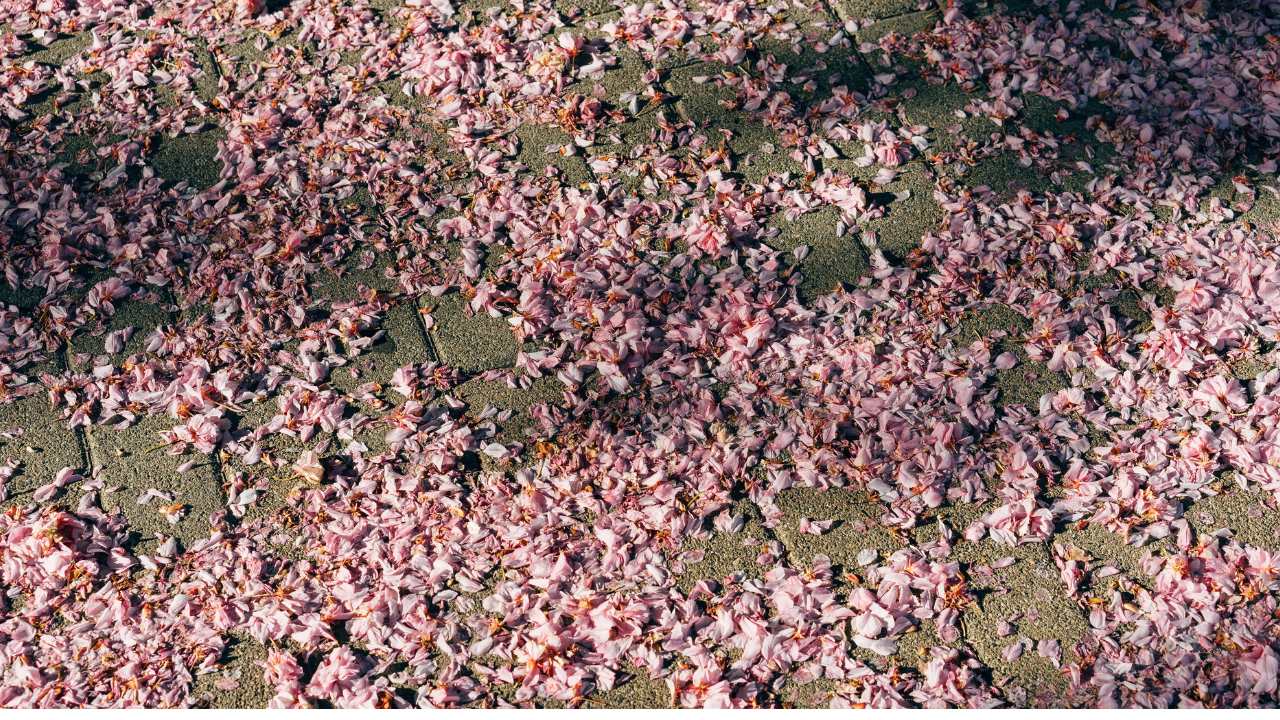 Cherry Blossoms In D.c.