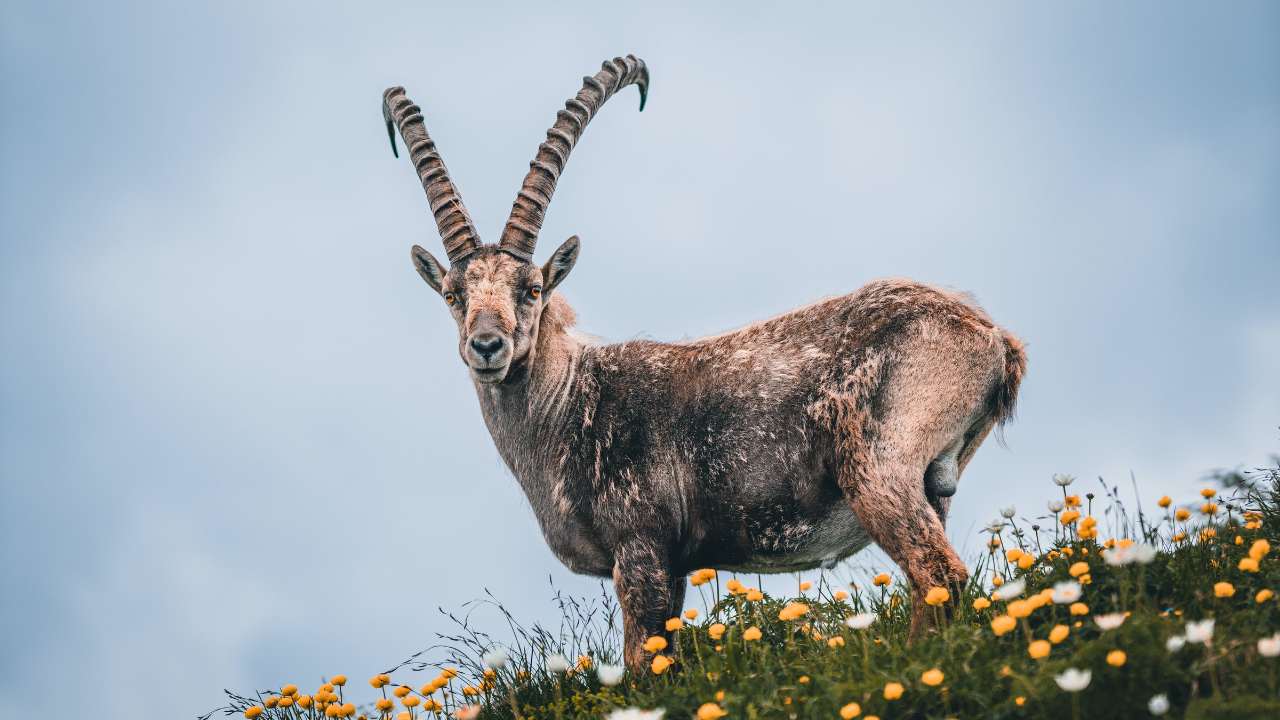 Quebec's Wildlife And Flora